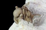 Bargain, Enrolled Cyphaspis Carrolli Trilobite - Oklahoma #104107-3